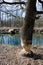 Beaver tree gnawing damage in forest