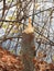 Beaver tree sapling stump on shore of Dryden Lake NYS FLX