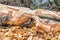 Beaver trees. Tree trunk gnawed, chewed, destroyed, carved, fallen, broken by European beaver