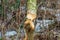 Beaver trees. Tree trunk gnawed, chewed, destroyed, carved, fallen, broken by European beaver