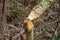 Beaver trees. Tree trunk gnawed, chewed, destroyed, carved, fallen, broken by European beaver