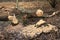 Beaver trees. Tree trunks twinged and felled by European beaver, Castor fiber, close to the water. Evidence of beaver`s activity.