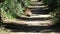 Beaver walking on a trail in 4k