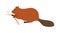 Beaver, wild forest rodent eating wood branch with teeth. North woods animal with tree twig. Northern American mammal