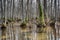 Beaverdam Creek tupelo swamp