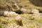 Beavers building a dam in a river in the middle of forest. Macro