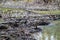 Beavers Create Layers of Dams Morgan County Alabama