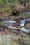 Beavers Create Layers of Dams Morgan County Alabama
