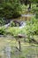 Beavers Create Layers of Dams Morgan County Alabama