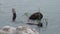 Beavers eat in water dams on background of dry logs and trees in Ushuaia.