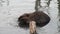 Beavers eat in water dams on background of dry logs and trees in Ushuaia.