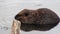 Beavers eat in water dams on background of dry logs and trees in Ushuaia.