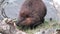 Beavers eat in water dams on background of dry logs and trees in Ushuaia.