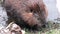 Beavers eat in water dams on background of dry logs and trees in Ushuaia.