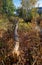 Beavers gnawed a tree trunk and tumbled down the aspen