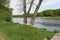 Beavers gnawed two large trees on the lake