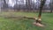 Beavers have gnawed on two willows growing in a grassy meadow near the bank of a small river. One of the trees had fallen to the g