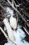 Beavers live under ice in winter, beaver dam