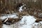 Beavers live under ice in winter, beaver dam