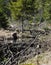 Beavers lodge at pent up water near Frauenau