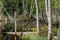 Beavers nest or hut in a swamp area in Sweden