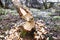 Beavers nibbled on a birch and overturned it-Filipstad/Sweden.
