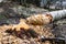 Beavers nibbled on a birch and overturned it-Filipstad/Sweden