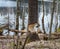 Beavers nibbled the trunk of a tree. Beaver teeth marks on trees