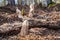 Beavers nibbled the trunk of a tree. Beaver teeth marks on trees. Trees in the forest in winter