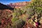 Beavertail Cactus