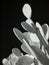 Beavertail Cactus, black and white