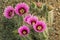 Beavertail Cactus in Bloom