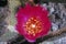 Beavertail Cactus in bloom, Anza Borrego Desert, CA