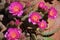 Beavertail cactus blossoms in the Colorado River valley