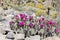 Beavertail Cactus and Wildflowers blooming in Anza-Borrego State