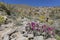 Beavertail Cactus and Wildflowers blooming in Anza-Borrego State