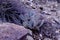 Beavertail Prickly Pear  42446