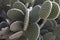Beavertail prickly pear cactus 4908