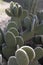 Beavertail prickly pear cactus 4911