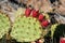 Beavertail prickly pear cactus with fruits