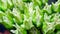 Beaytiful white and lime green Tulips for sale at flower market