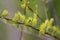 Bebb`s Willow Catkins  813323