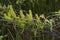 Bebb Willow Catkins    813292