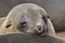 Bebe sea lion sleeping south africa namibia beach sea