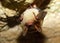 Bechstein\'s bat (Myotis bechsteinii)