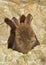 Bechstein\'s bat (Myotis bechsteinii)