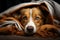 Bed adorned canine rests under a cozy brown and white blanket