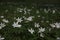 a bed of Anemonoides nemorosa flowers