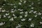 a bed of Anemonoides nemorosa flowers