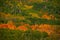 Bed of Aspen on Steens Mountain